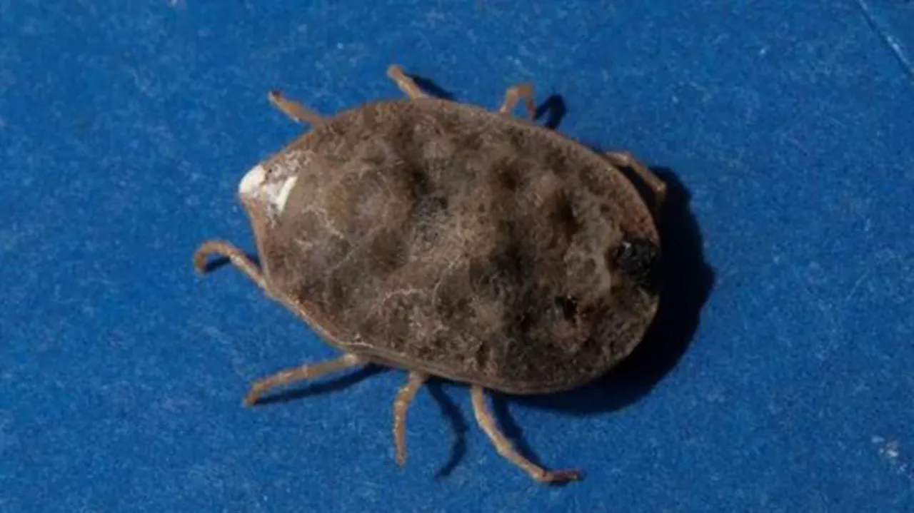 Zdjęcie La sorprendente garrapata más grande del mundo y sus características