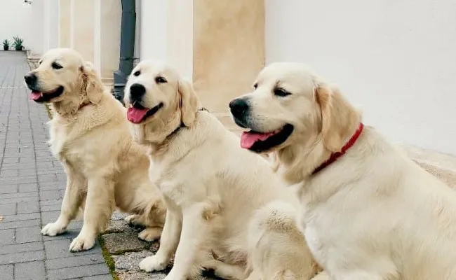 Zdjęcie Jak dbać o golden retrievera, aby zapewnić mu zdrowie i szczęście
