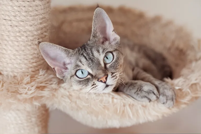 Zdjęcie Kolory Devon Rex: Jakie są najpiękniejsze umaszczenia tej rasy?