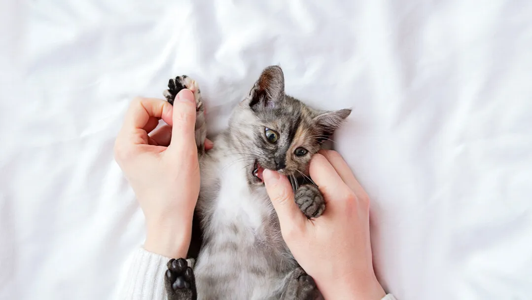 Zdjęcie Por qué mi gata me muerde: razones sorprendentes detrás de su comportamiento