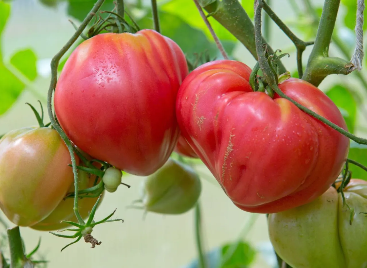 Zdjęcie Najlepsze pomidory do siewu: wybierz odmianę idealną!