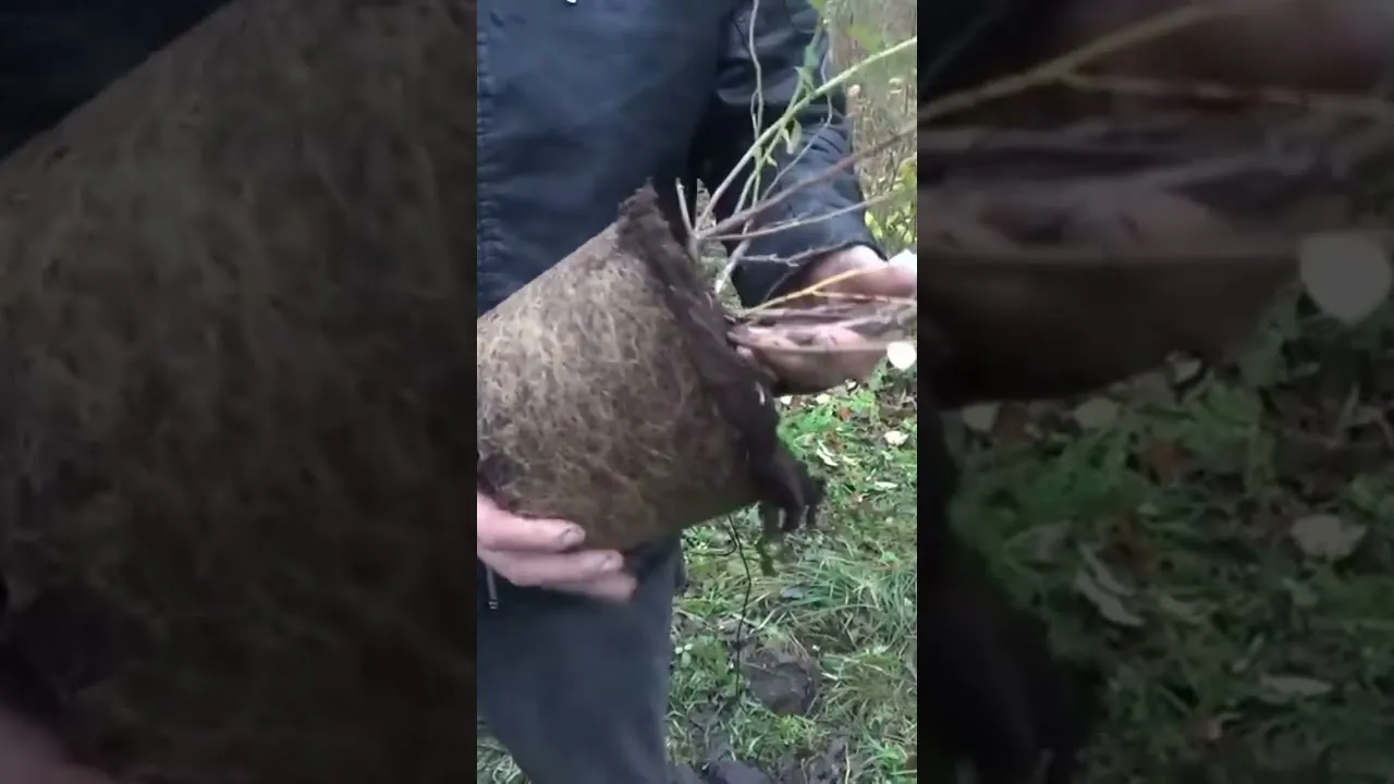 Zdjęcie Jak sadzić borówkę amerykańską - uniknij najczęstszych błędów