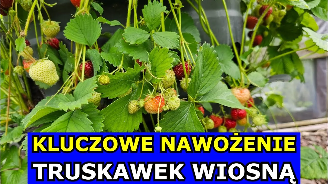 Zdjęcie Jaki nawóz pod truskawki? Sprawdź, co zapewni im zdrowy wzrost