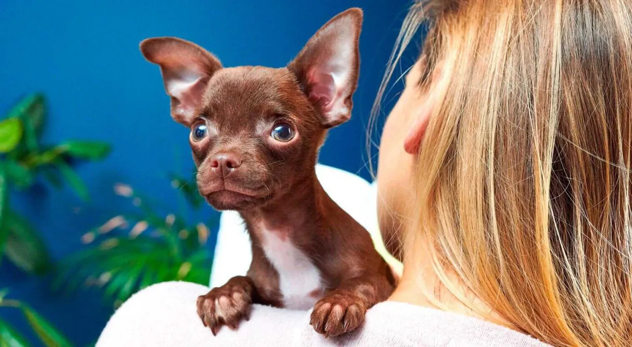 Zdjęcie Chihuahua sierść czy włosy? Odkryj prawdę o ich pielęgnacji