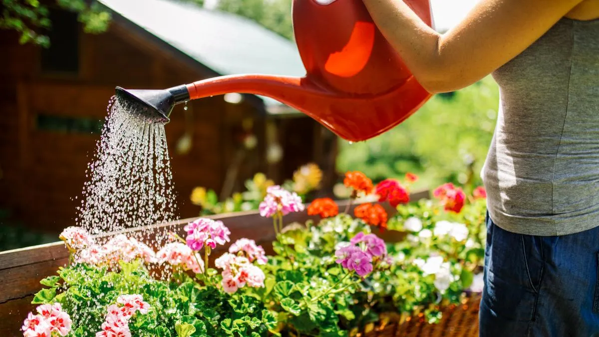 Zdjęcie La hora perfecta para regar las plantas y evitar que se sequen