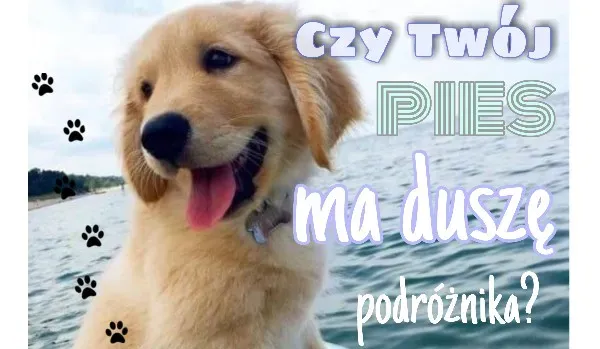 Zdjęcie Czy pies ma duszę? Odkryj kontrowersje i różne perspektywy