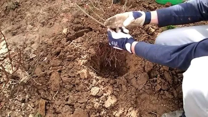 Zdjęcie Jak sadzić sadzonkę w balocie, aby uniknąć najczęstszych błędów