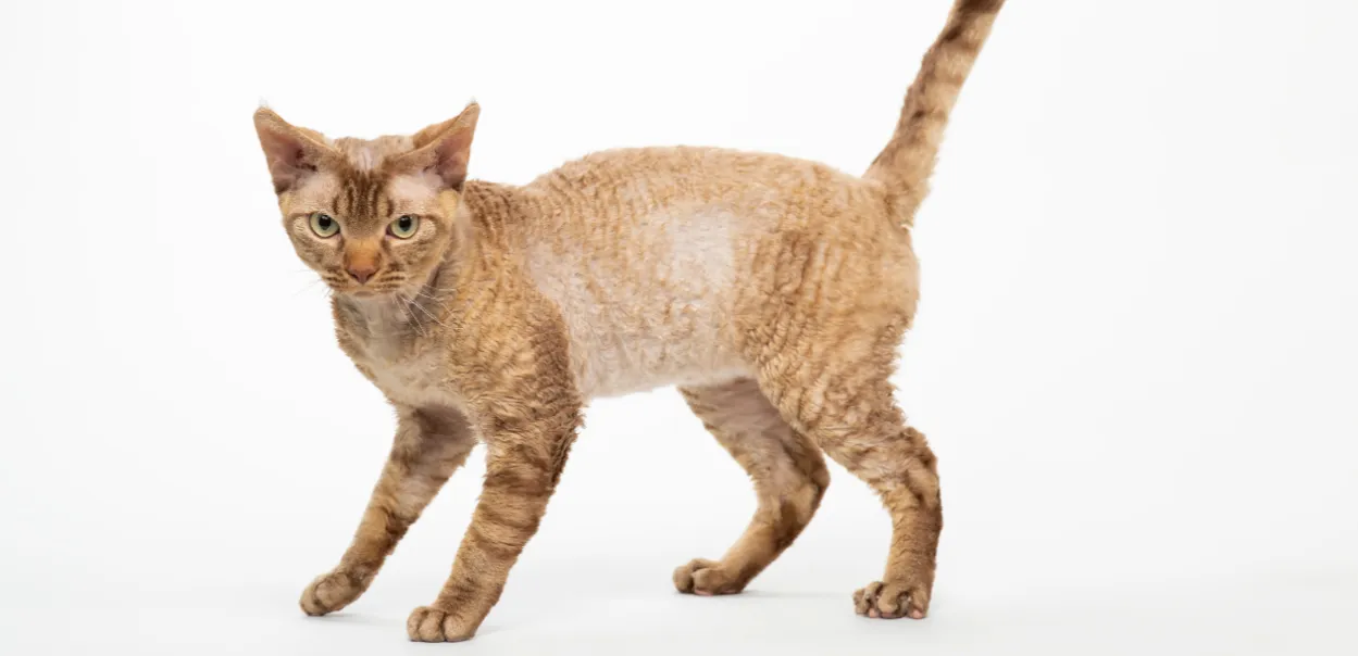 Zdjęcie Waga kotów rasy Devon Rex – co musisz wiedzieć o ich rozmiarze?