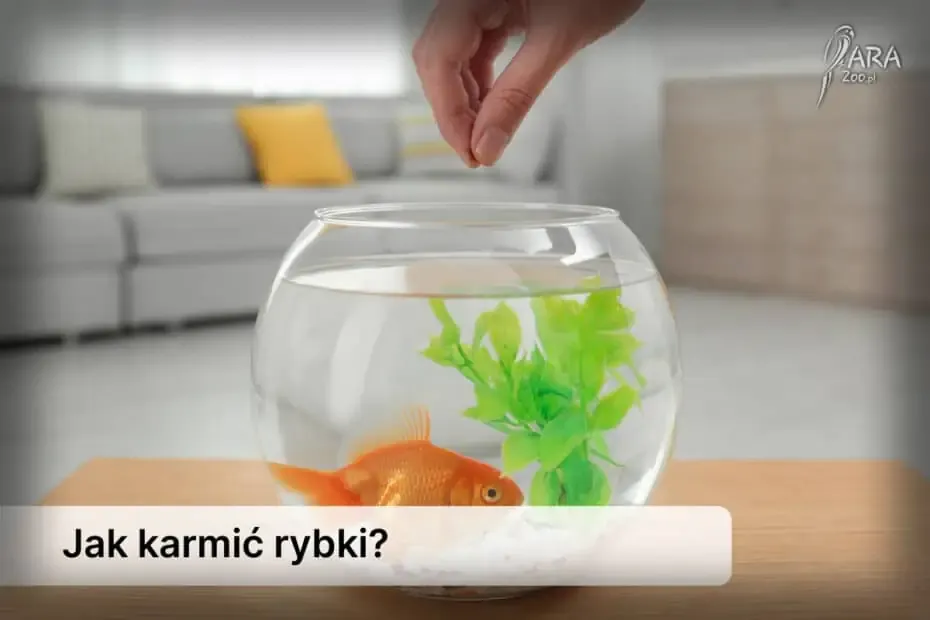 Zdjęcie Jak często karmić rybki w akwarium? Unikaj tych błędów!