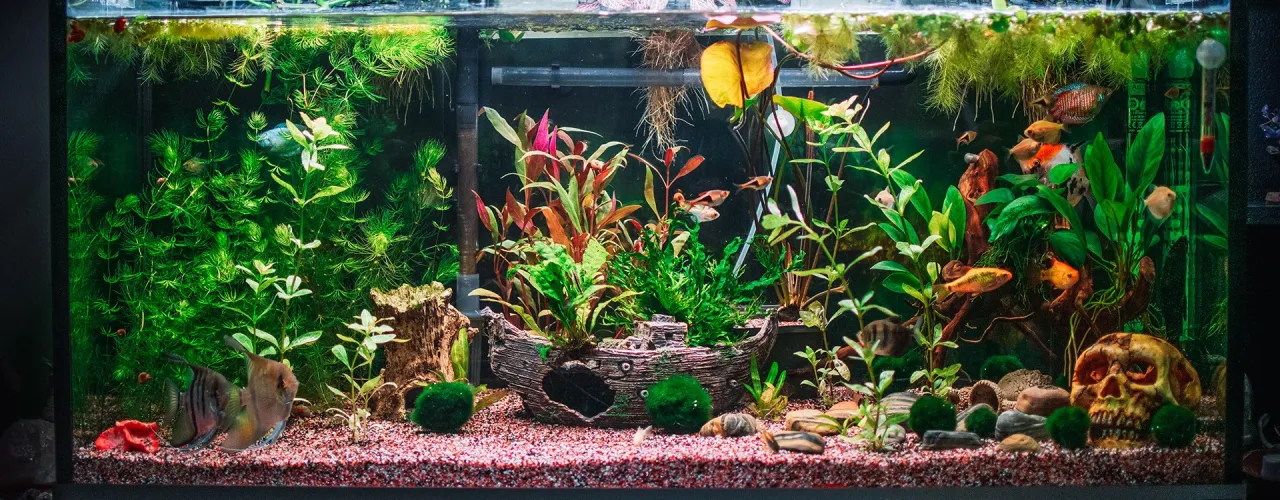 Zdjęcie Co do akwarium? Niezbędne akcesoria dla zdrowych ryb i roślin