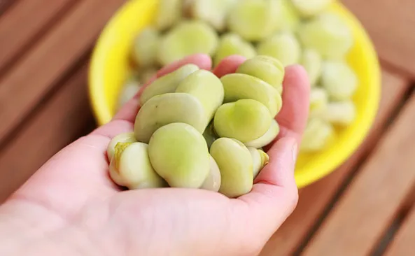Zdjęcie Ile kcal ma bób? Poznaj kaloryczność i wartości odżywcze tej rośliny