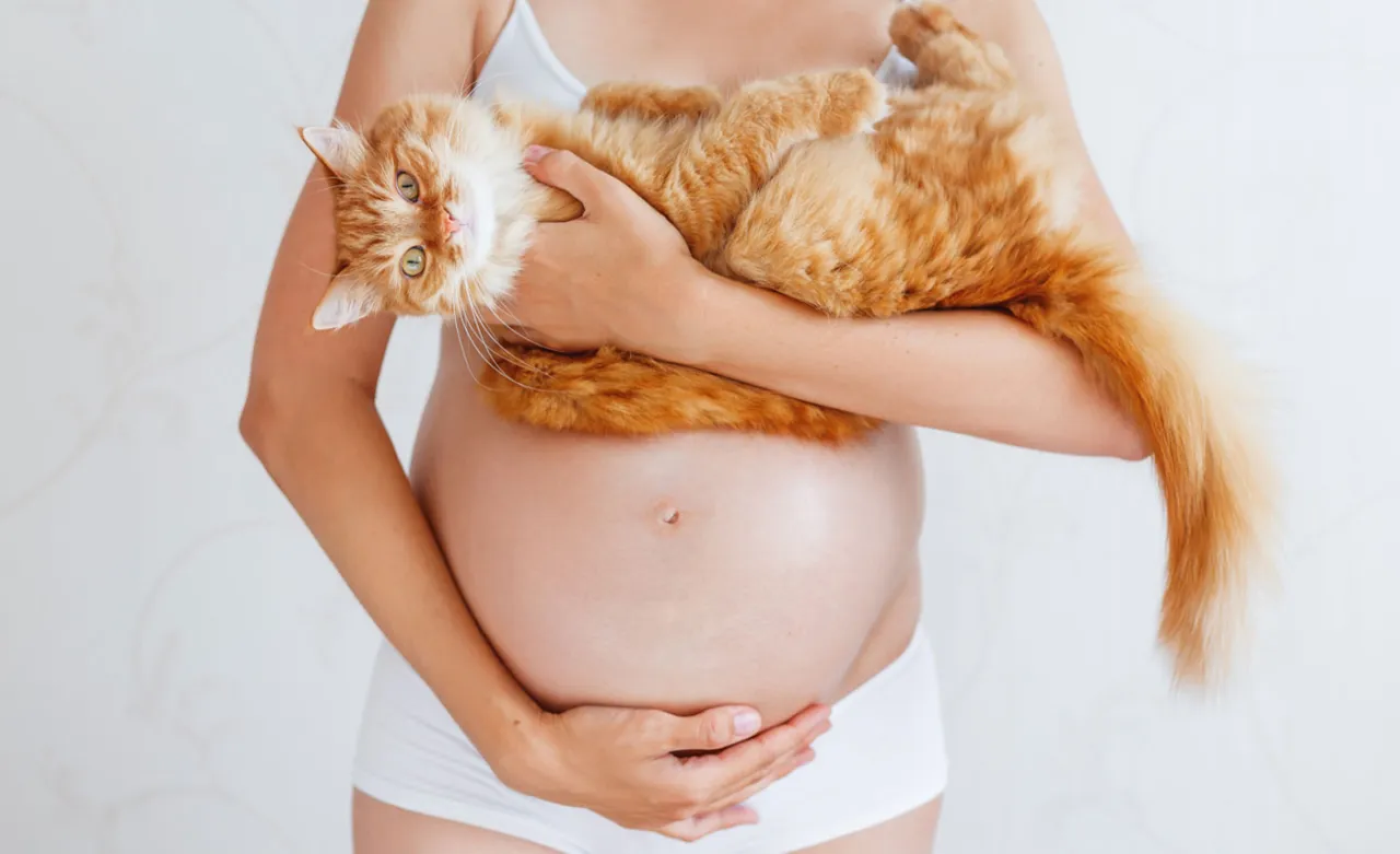 Zdjęcie Ile razy należy wykonać badanie toksoplazmozy w ciąży, aby uniknąć zagrożeń?