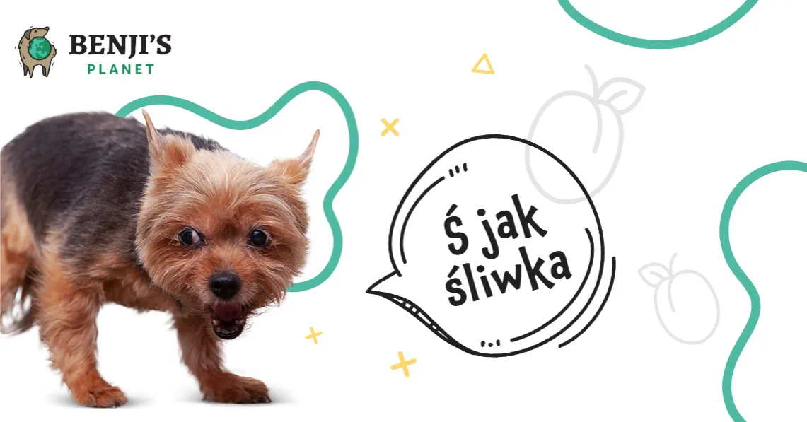 Zdjęcie Czy psy mogą jeść śliwki? Uważaj na niebezpieczeństwa dla zdrowia