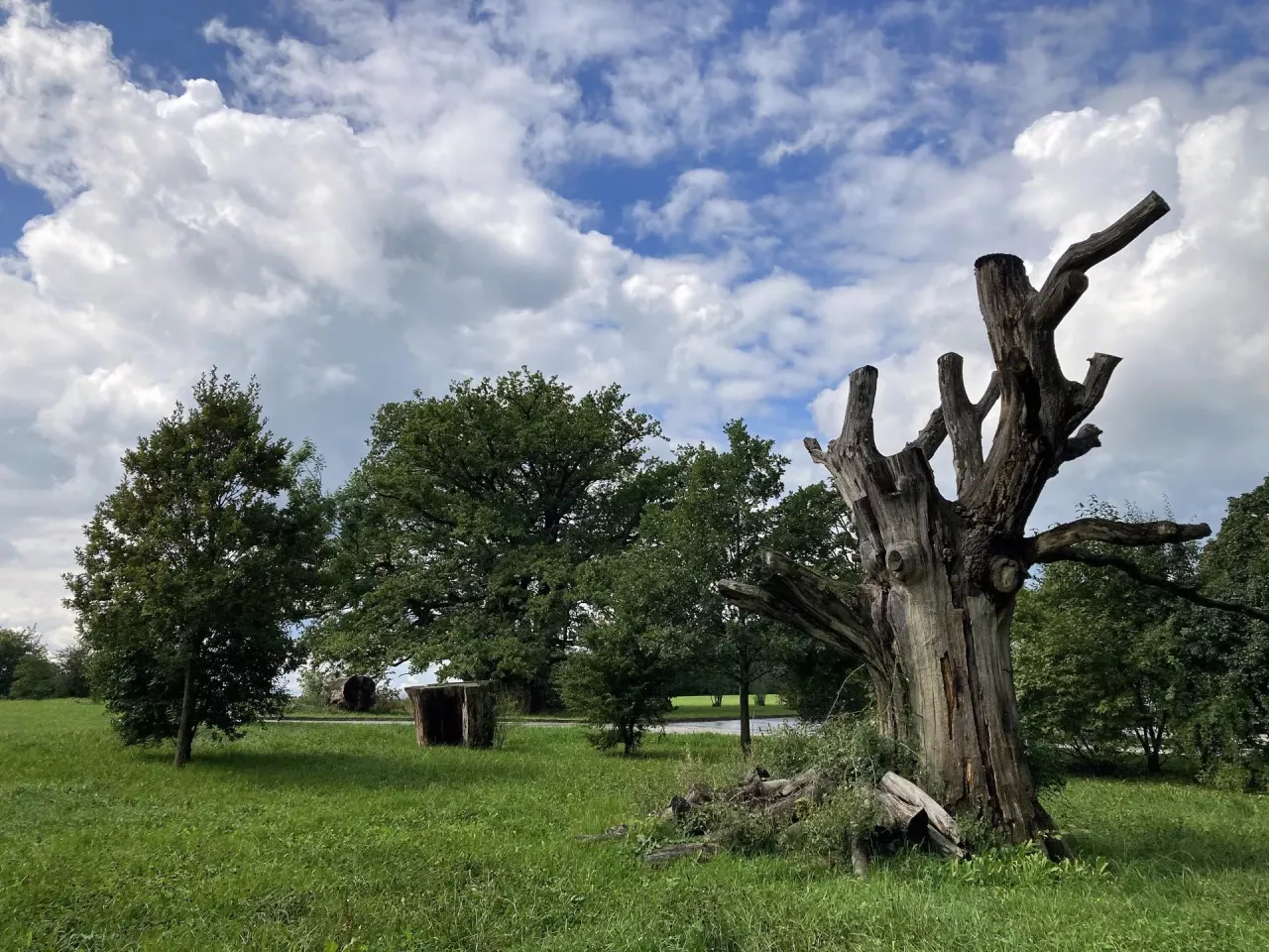 Zdjęcie Uschnięte drzewo na działce: Kiedy wycinka wymaga zgłoszenia?