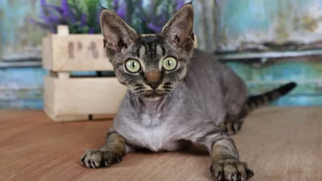 Zdjęcie Devon Rex cena bez rodowodu – poznaj ceny i co wpływa na koszt