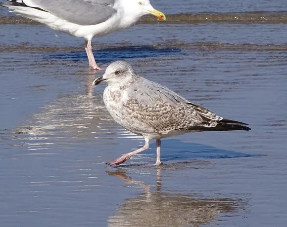 Zdjęcie Poznaj najpiękniejsze ptaki nad Bałtykiem: 25 gatunków w galerii zdjęć