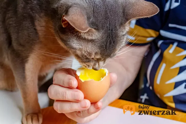 Zdjęcie Czy koty mogą jeść miód? Dowiedz się, dlaczego to niebezpieczne