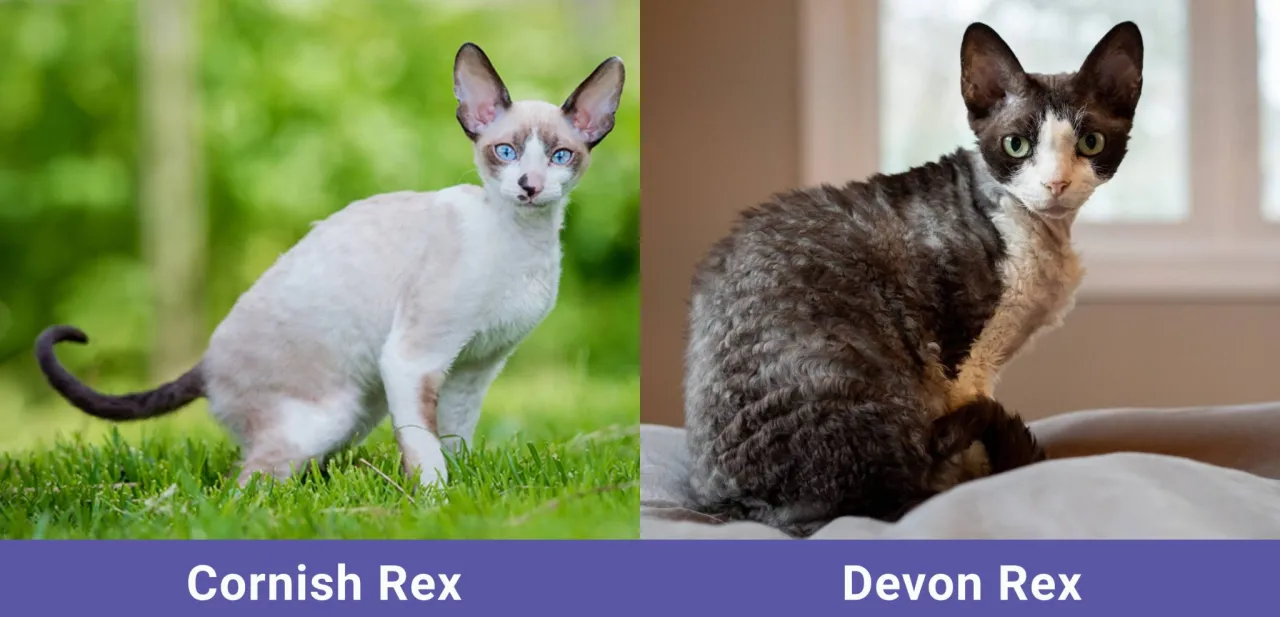 Zdjęcie Cornish Rex vs Devon Rex: Który kot jest lepszym wyborem?