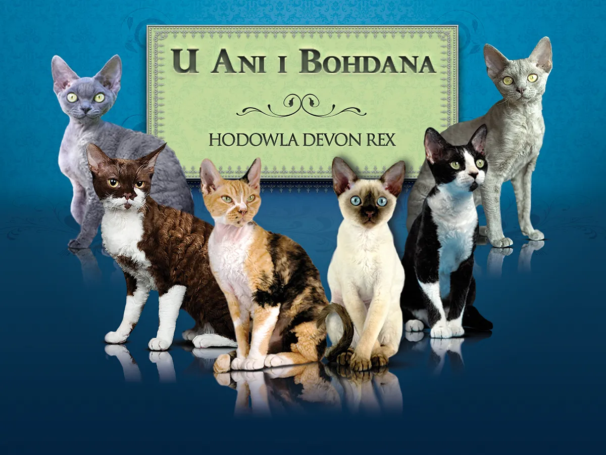 Zdjęcie Hodowla kotów Devon Rex w Polsce - najlepsze hodowle i kocięta