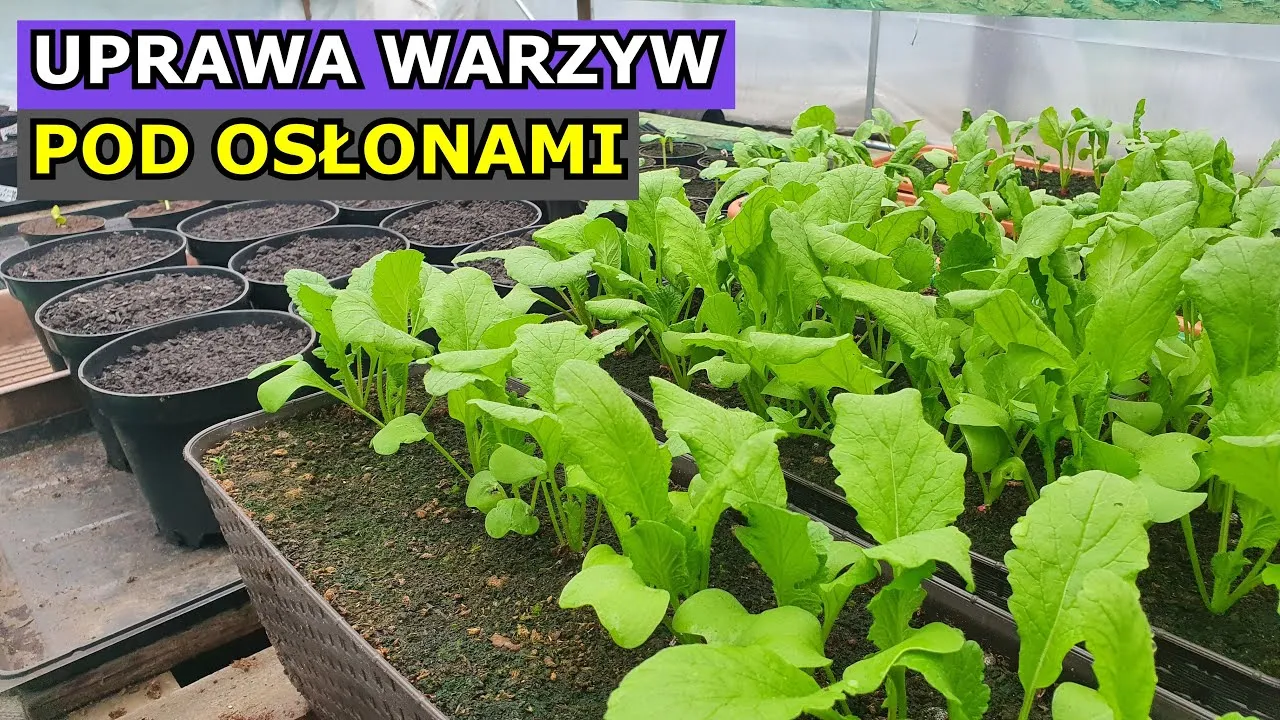 Zdjęcie Co sadzić w tunelu foliowym, aby uniknąć problemów z uprawą?