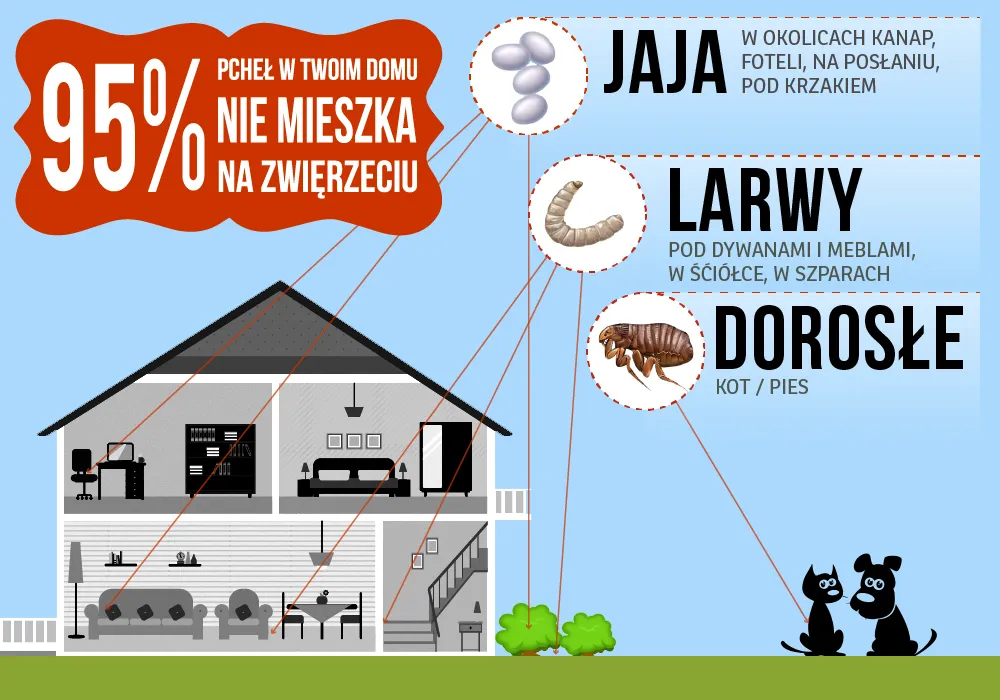 Zdjęcie Jak rozmnażają się pchły? Poznaj ich szybki cykl życia i jak zapobiegać infestacji