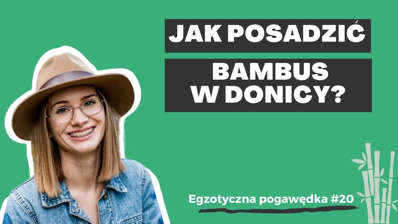 Zdjęcie Jak sadzić bambusa w doniczce - uniknij najczęstszych błędów