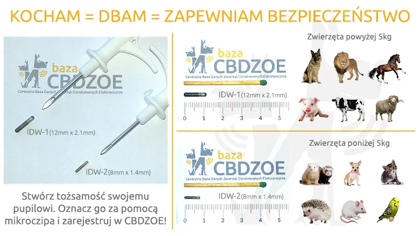 Zdjęcie Jak wygląda chip dla psa? Odkryj jego strukturę i funkcję w ciele psa