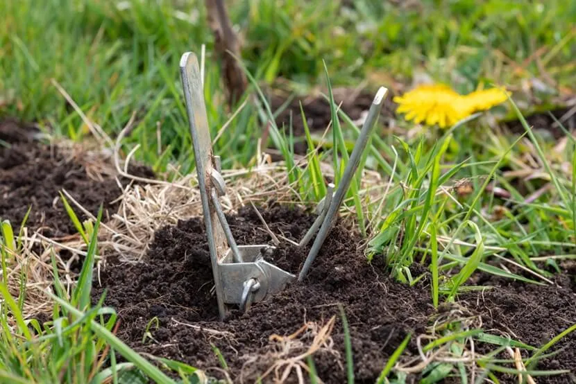 Zdjęcie Jak pozbyć się żmij z ogrodu: 7 skutecznych i bezpiecznych metod