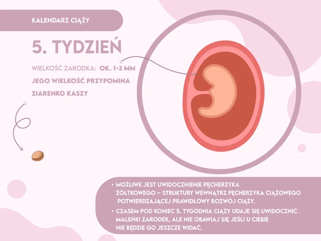 Zdjęcie Jak wygląda dziecko w 5 tygodniu ciąży? Zaskakujące zmiany w rozwoju zarodka!