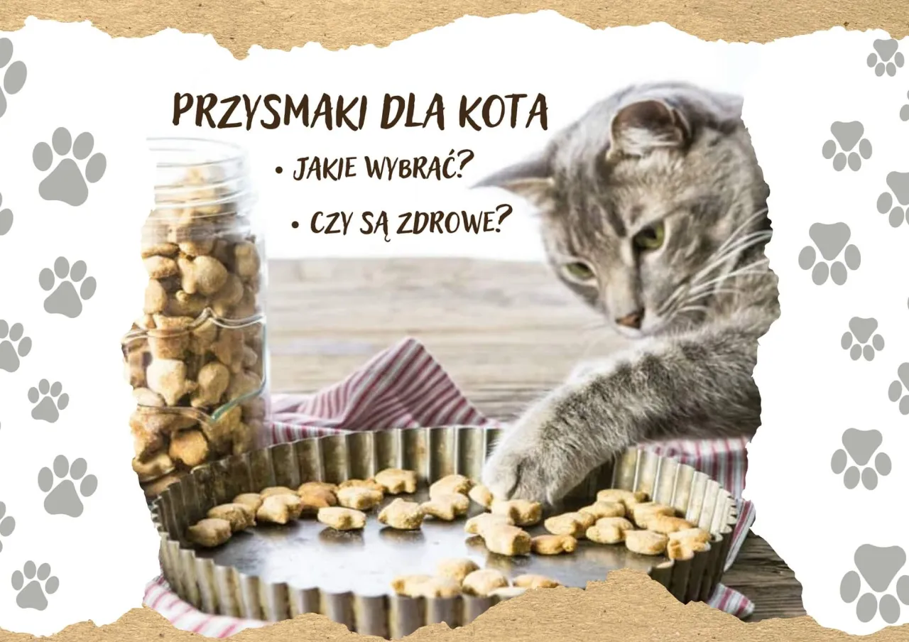 Zdjęcie Żwirek Drewniany: Jakie są najlepsze opcje dla Twojego kota?