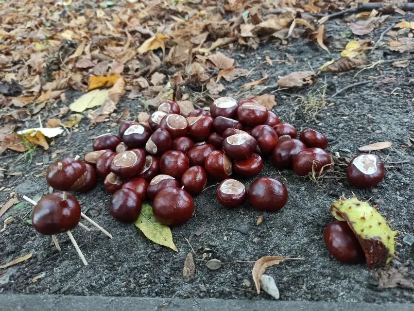 Zdjęcie Kiedy jest sezon na kasztany jadalne? Sprawdź najlepszy czas na zakupy