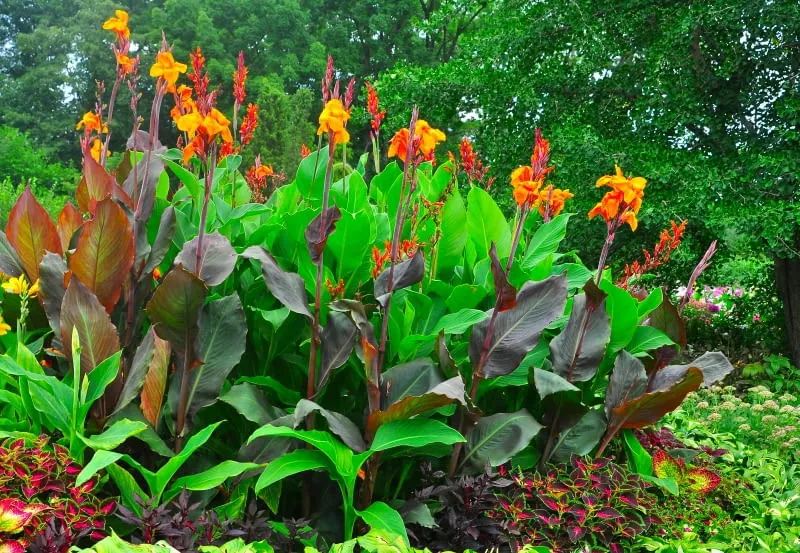 Zdjęcie Kanna jak sadzić: proste sposoby na piękne kwiaty w ogrodzie