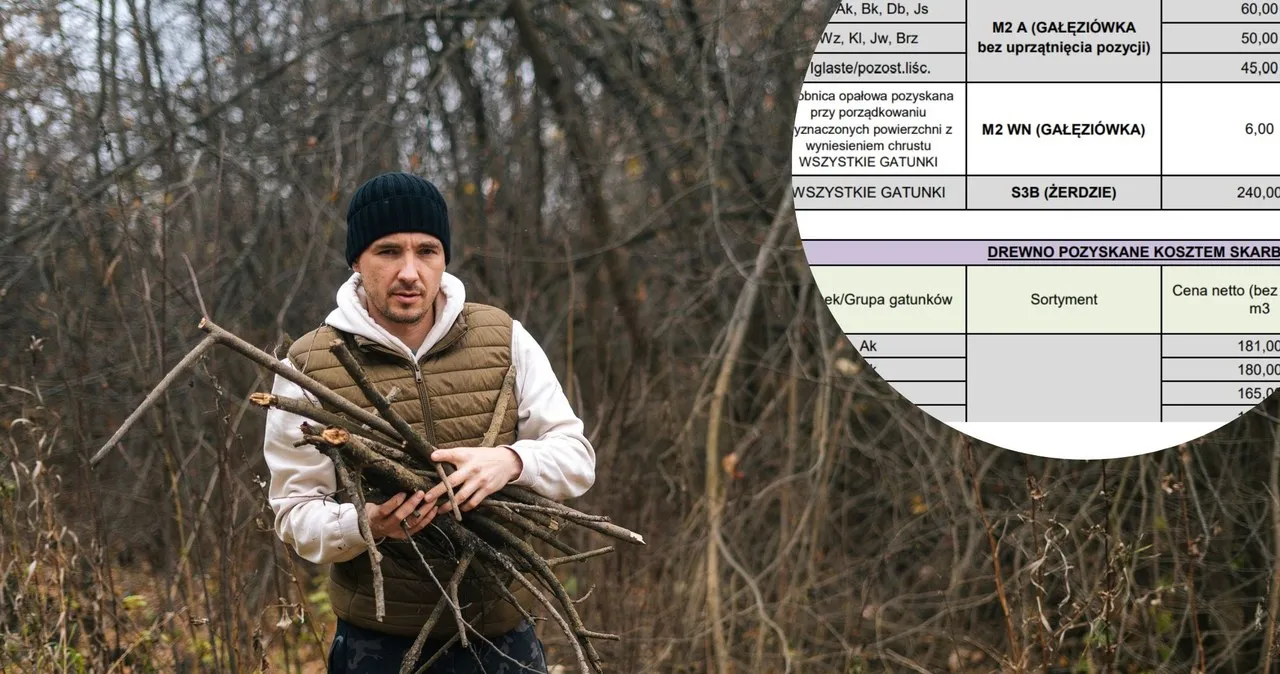 Zdjęcie Czy można zbierać chrust w lesie? Sprawdź, jakie są przepisy i opłaty