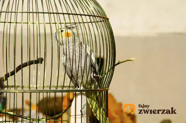 Zdjęcie Idealna klatka dla papugi nimfy – jak zapewnić jej komfort i bezpieczeństwo