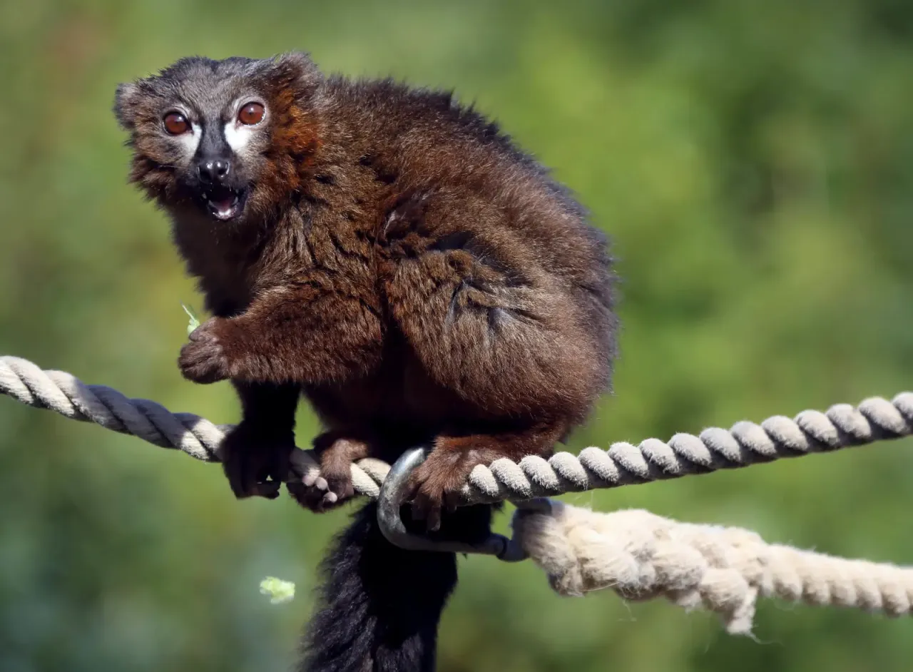 Zdjęcie Czerwony lemur czym się żywi - zaskakujące fakty o jego diecie