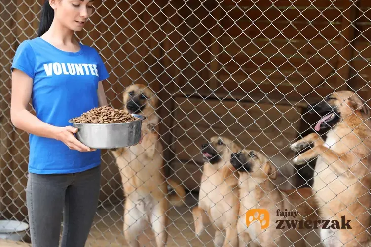 Zdjęcie Sanktuarium dla zwierząt w Polsce: jak pomóc potrzebującym zwierzętom