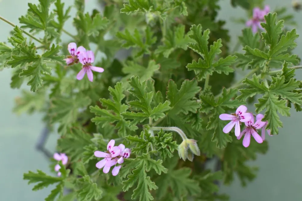 Zdjęcie Anginka gdzie kupić? Sprawdź ceny i wybierz najlepszą!