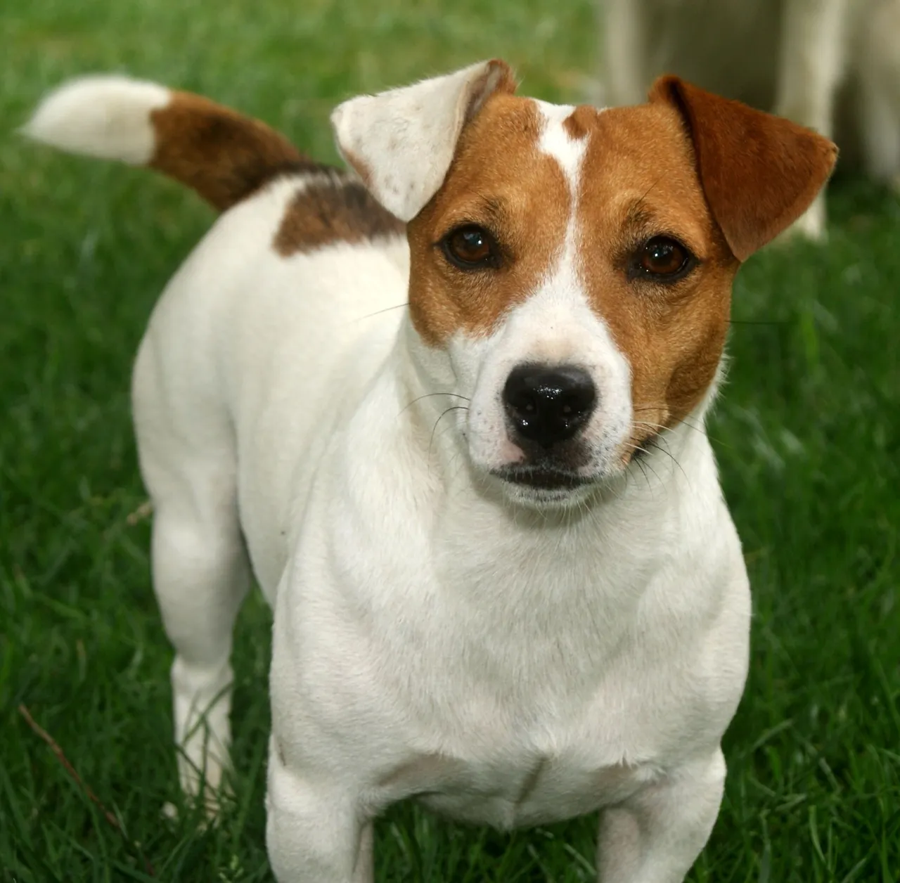 Zdjęcie Skuteczne metody, jak wytresować jack russell terrier bez frustracji