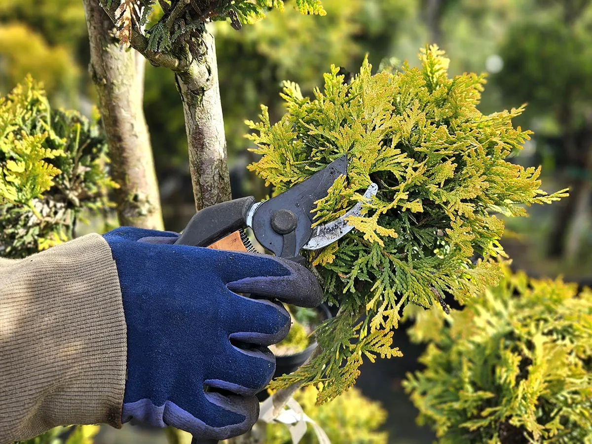 Zdjęcie Jak zrobić bonsai z tui - uniknij najczęstszych błędów w pielęgnacji