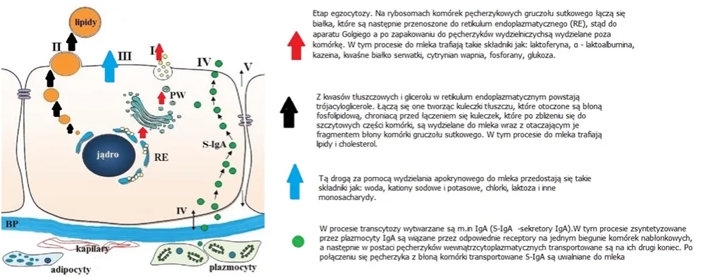 Zdjęcie Kiedy pojawia się mleko w piersiach? Zaskakujące fakty o laktacji