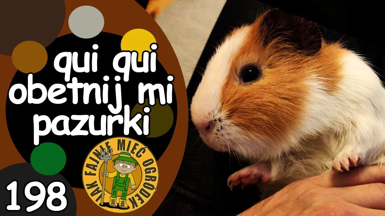 Zdjęcie Jak obciąć paznokcie śwince morskiej bez stresu i bólu