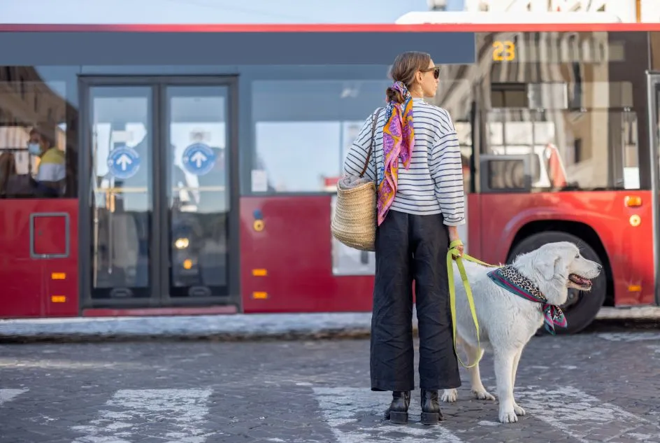 Zdjęcie Jaki bilet dla psa w autobusie? Sprawdź zasady i ceny w miastach