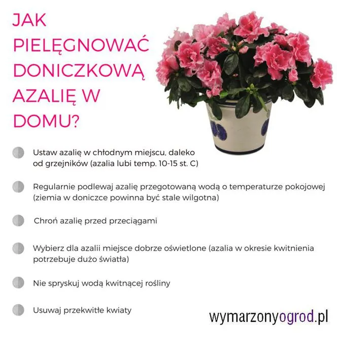 Zdjęcie Jak długo kwitnie azalia doniczkowa? Odkryj zaskakujące fakty o kwiatach