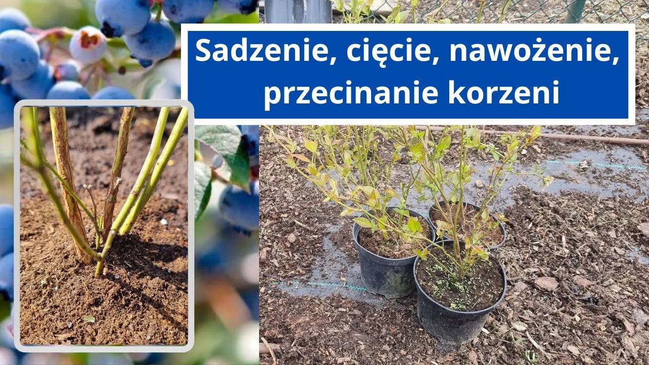 Zdjęcie Jak uprawiać borówki – uniknij najczęstszych błędów w pielęgnacji