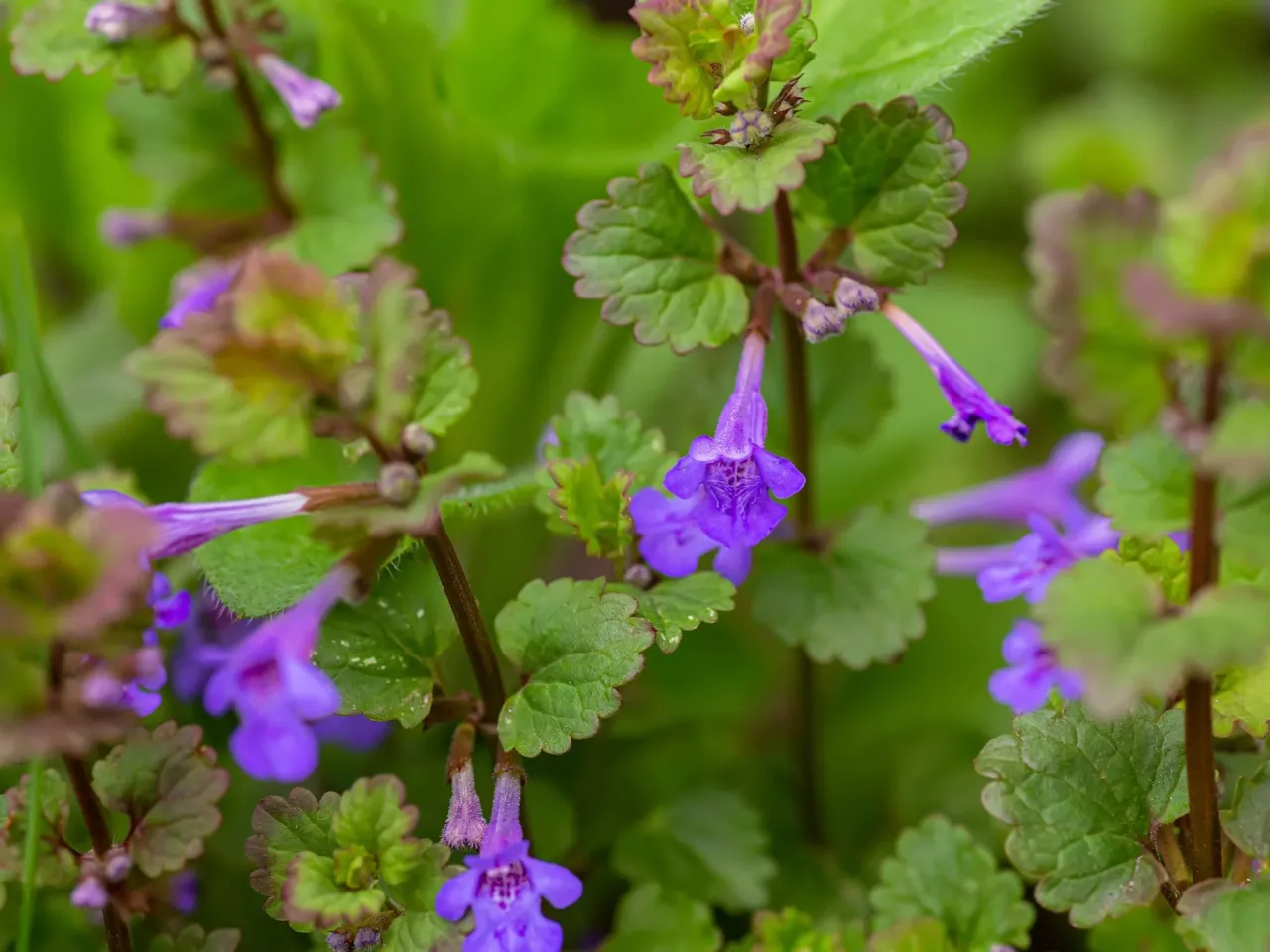 Zdjęcie Bluszczyk kurdybanek: Chwast w ogrodzie, skarb w kuchni i apteczce