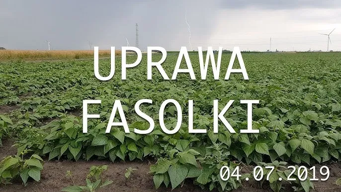 Zdjęcie Jak kwitnie fasola i co zrobić, aby uzyskać obfite kwitnienie