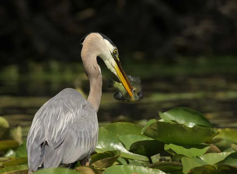 Zdjęcie Effektive Methoden: Was hilft gegen Reiher am Teich? Schützen Sie Ihre Fische