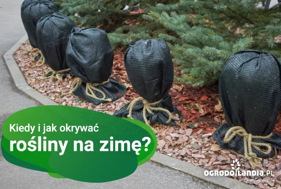 Zdjęcie Jak okryć hortensje ogrodowe na zimę, aby przetrwały mrozy i kwitły pięknie