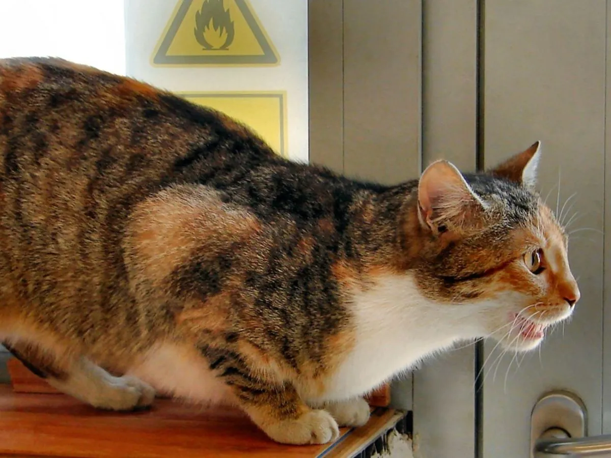 Zdjęcie Ile trwają ruje u kotki? Odkryj, co musisz wiedzieć o cieczce