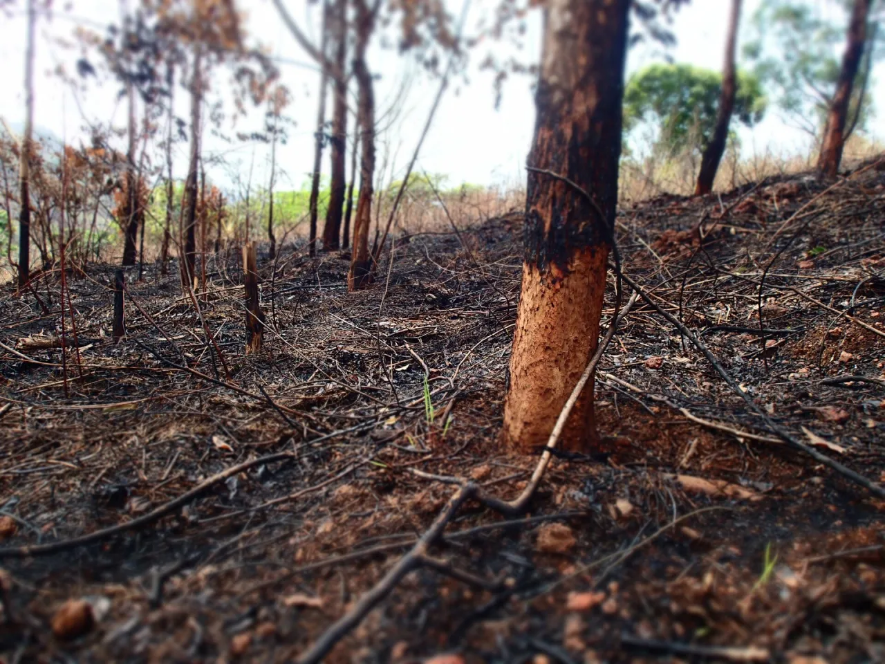 Zdjęcie Gdzie w Afryce stosuje się rolnictwo żarowo-odłogowe i jego skutki